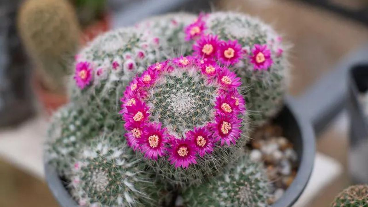 Mammillaria