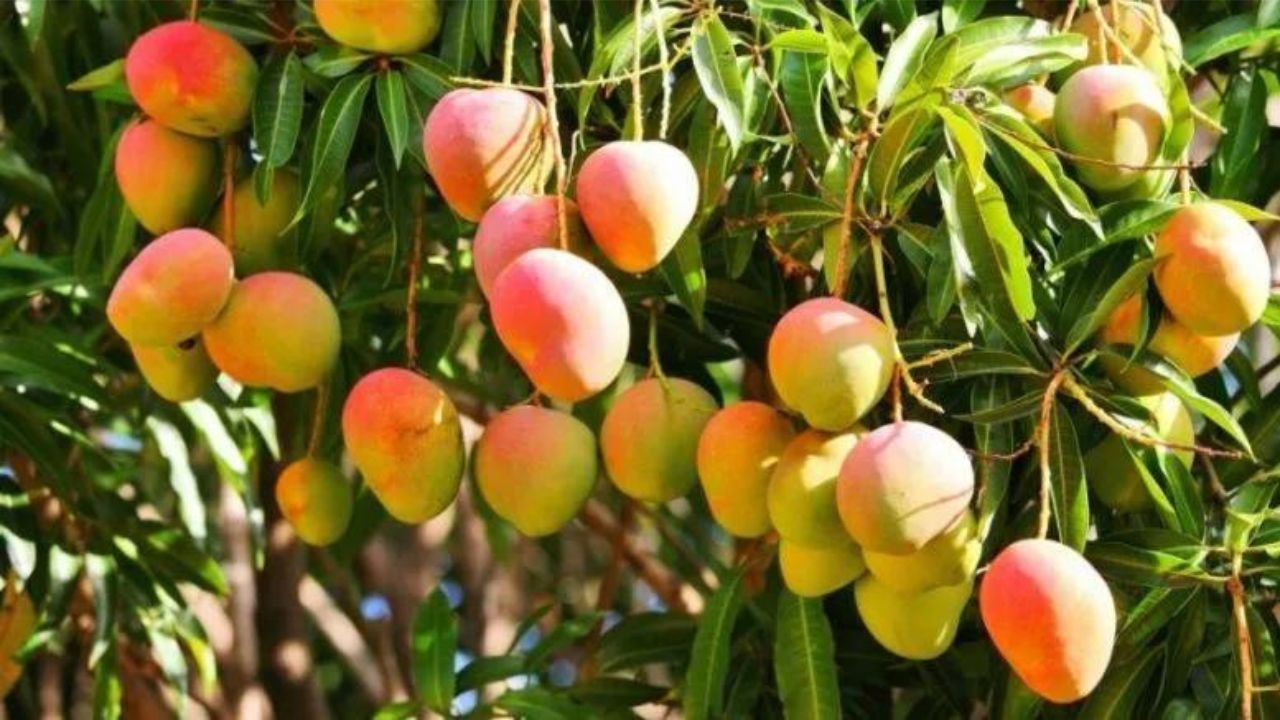 Mango