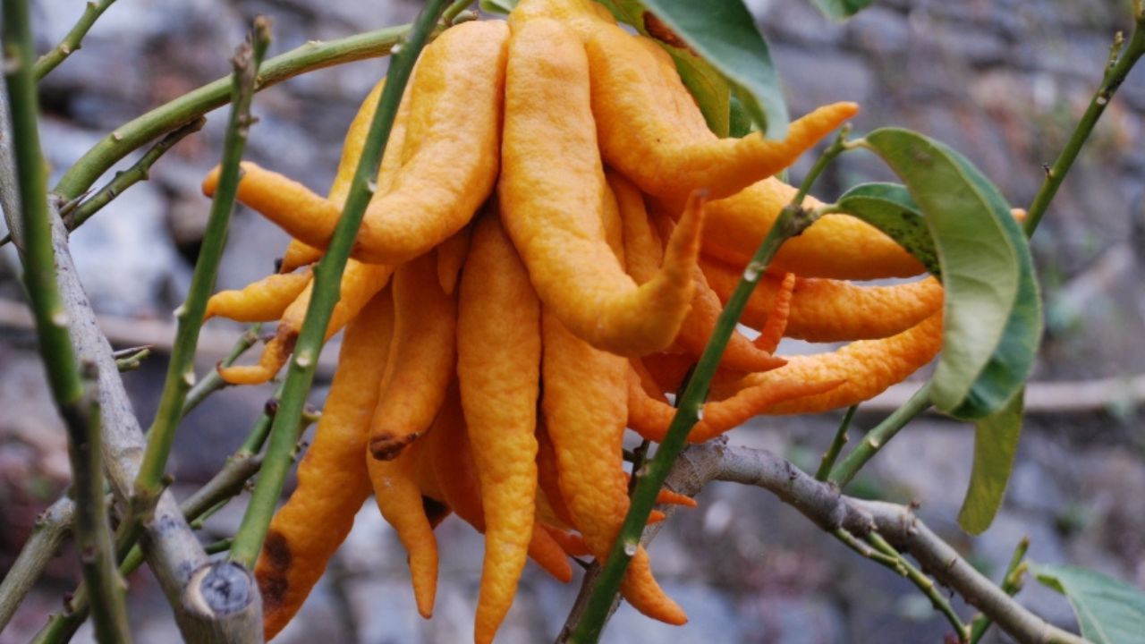 Cedro mano di Buddha