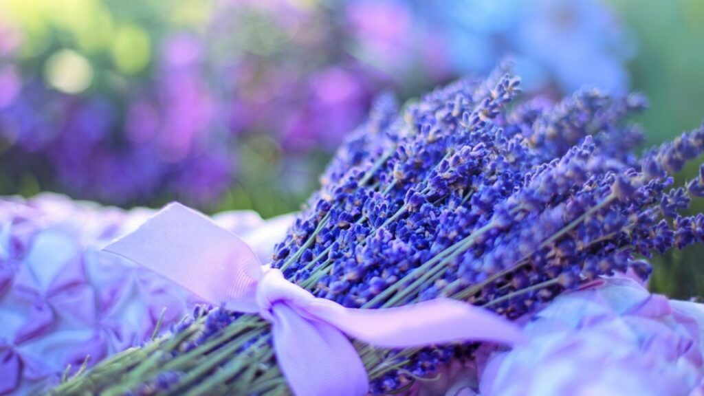 lavanda