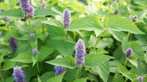 Com’è fatto il fiore di menta, quando fiorisce e come curarlo