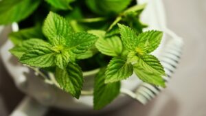 Menta piperita: tutto quello che volevi sapere su questa verde pianta aromatica