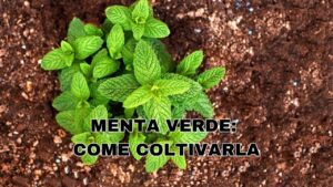 Come coltivare la menta verde in vaso: i consigli