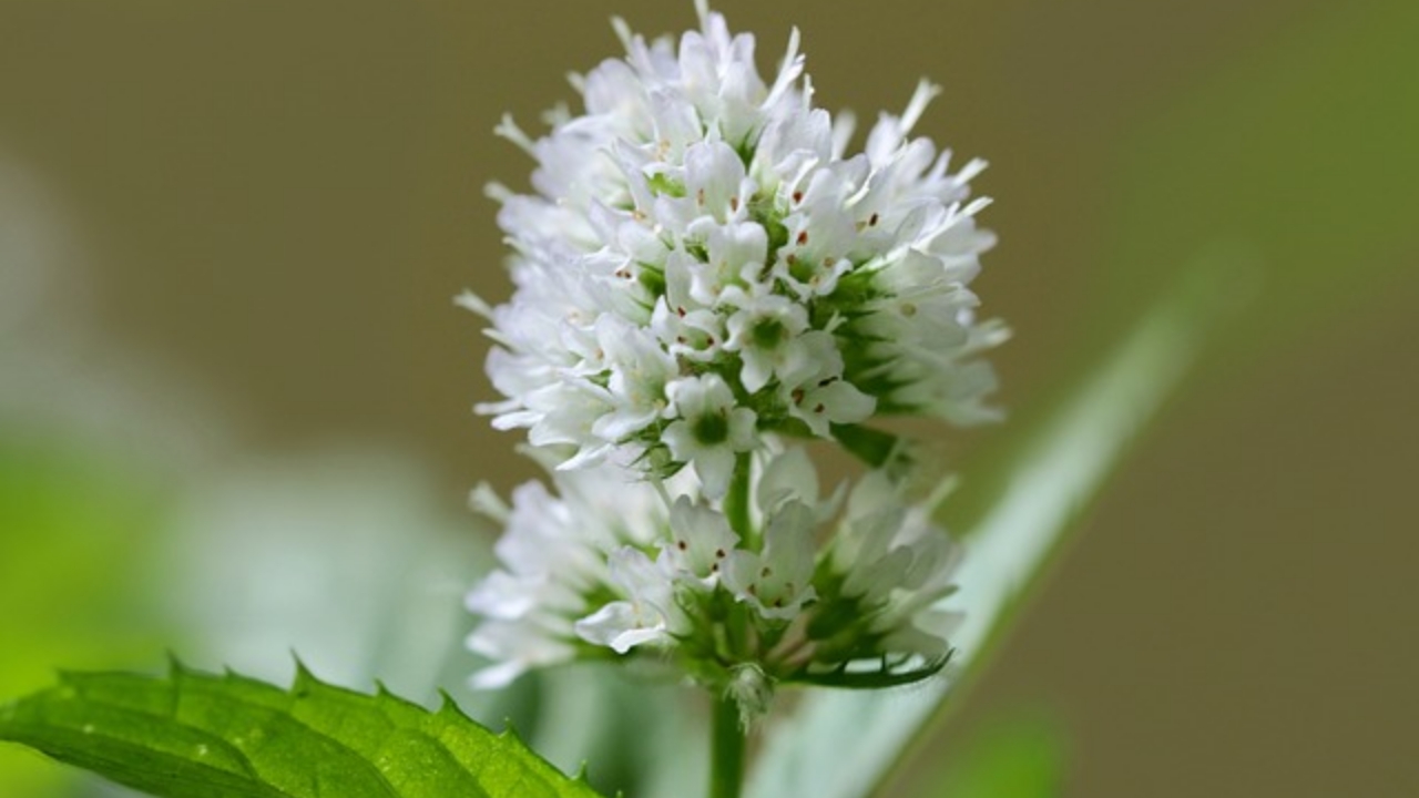 fiore della menta