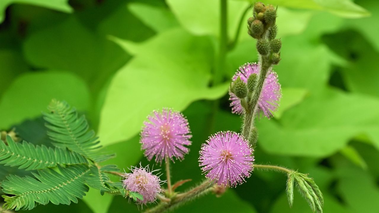 Mimosa pudica