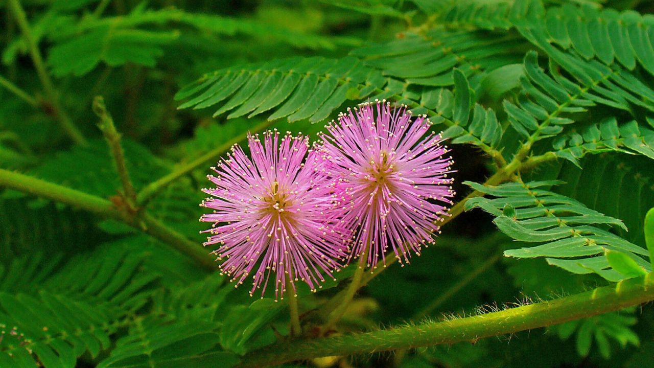 Mimosa pudica