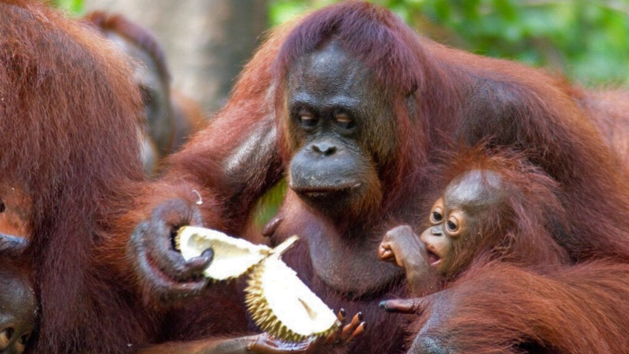 Orango mangia durian