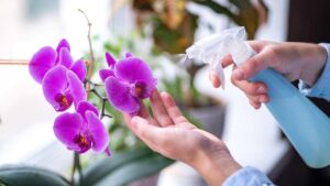 Fioritura delle orchidee in casa: un metodo efficace ed economico