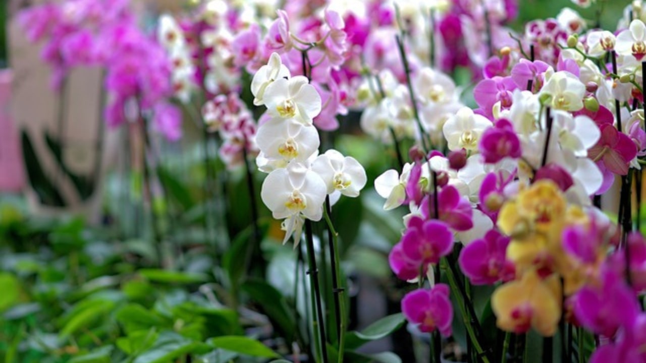 Orchidea vivaio