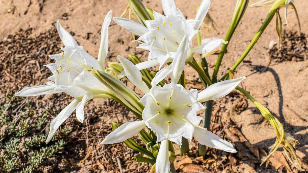 Pancratium maritimum