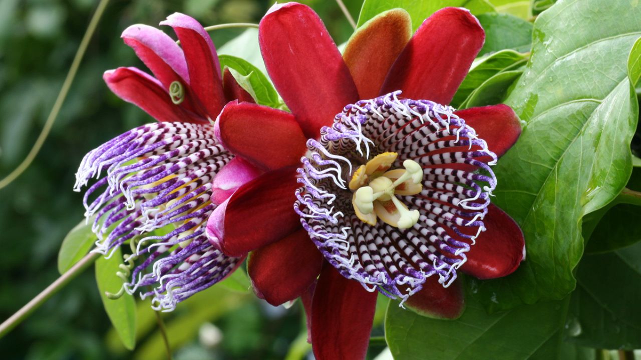 Passiflora alata