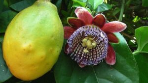 Passiflora alata: scopri come coltivare questa pianta di Passiflora poco comune