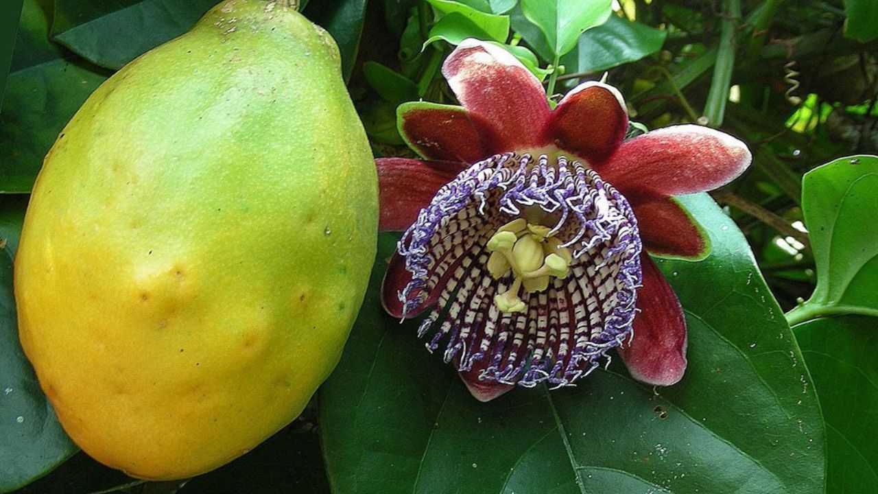 Passiflora alata