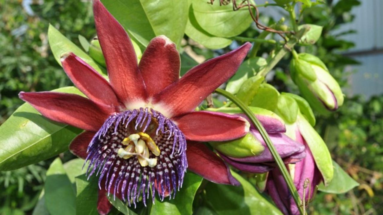 Passiflora alata