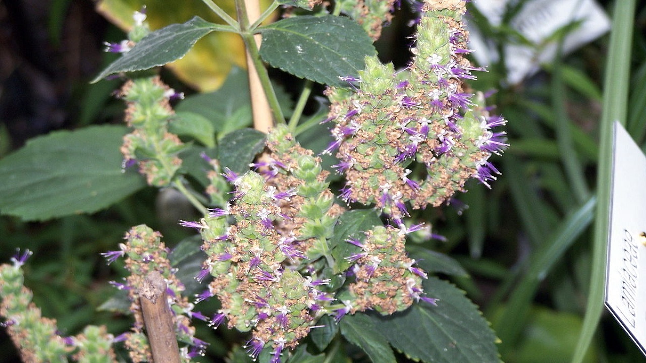 patchouli pianta