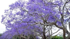 Paulownia: storia e usi della pianta asiatica lilla