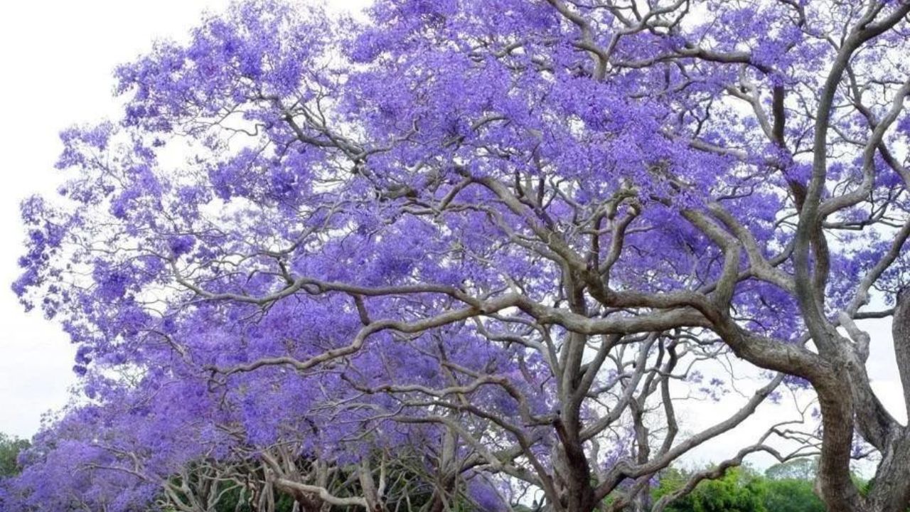 Paulownia