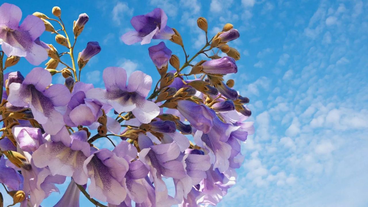 Paulownia