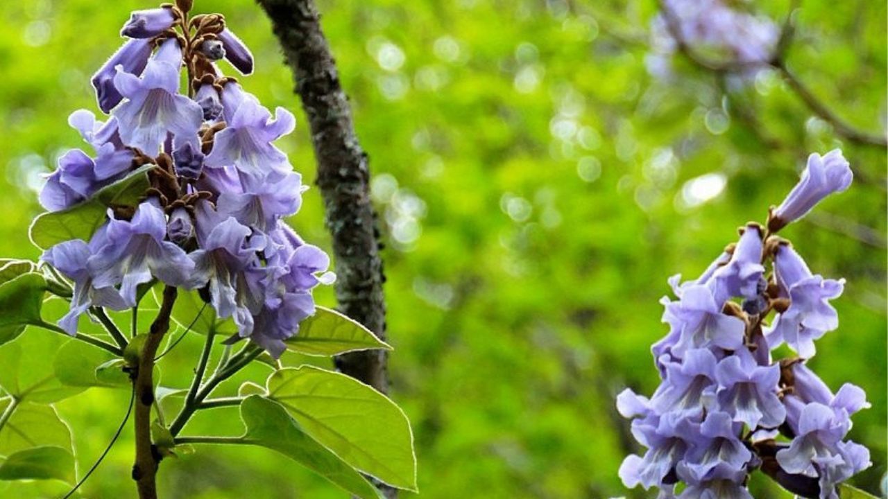 Paulownia