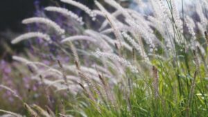 Pennisetum: come coltivare questa scenografica e bellissima graminacea ornamentale