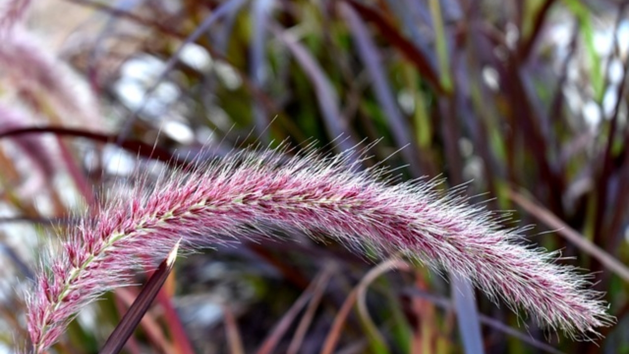 fiore del pennisetum