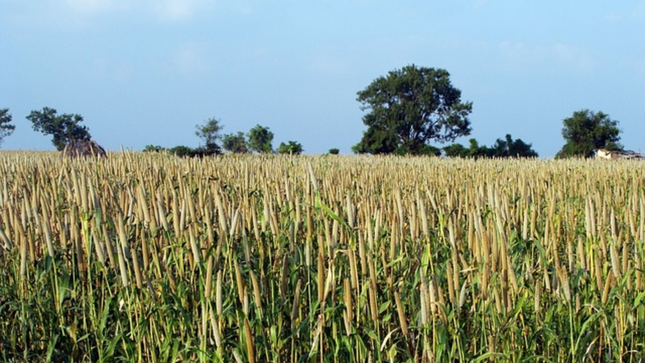 pennisetum coltivato