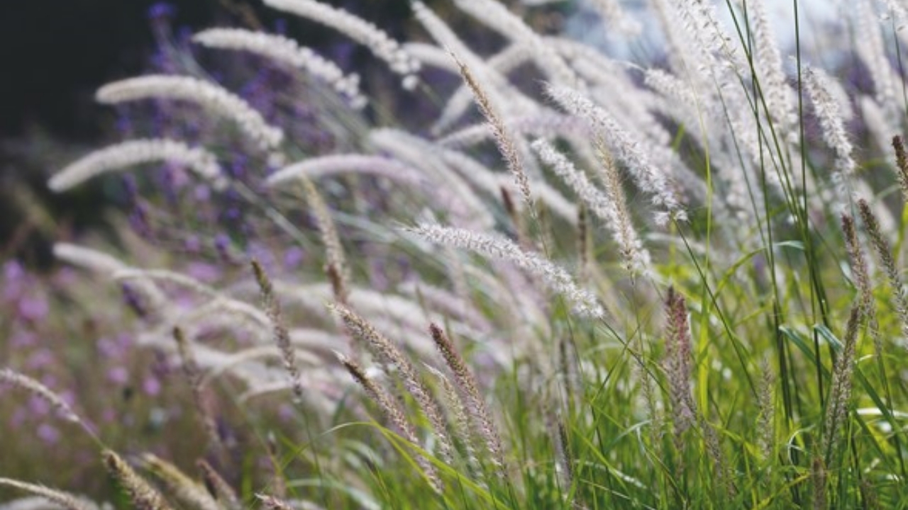 campo di pennisetum