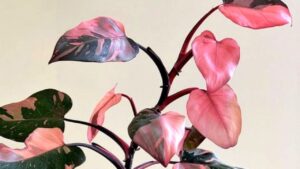 Philodendron Pink Princess: tutti i segreti per coltivare questa pianta bellissima