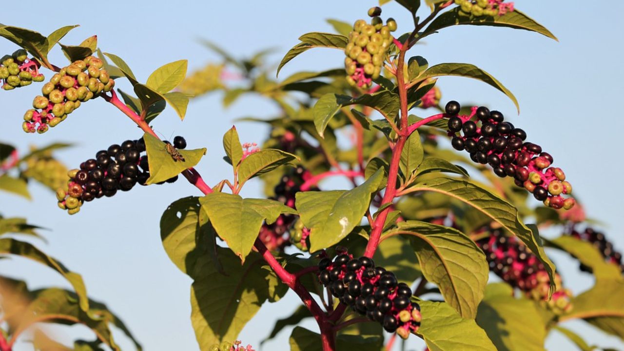 Phytolacca americana