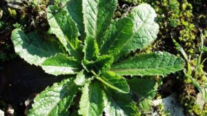 Se trovi questa pianta in giardino toglila subito: in realtà è tossica e ti spiego il motivo