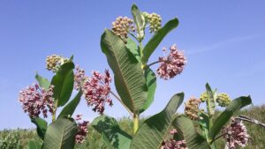 Pianta dei pappagalli: caratteristiche e curiosità sulla Asclepias syriaca