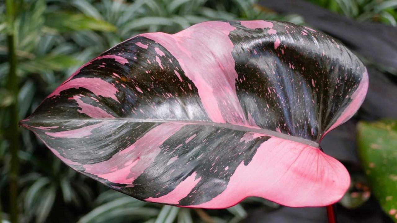 Philodendron Pink Princess