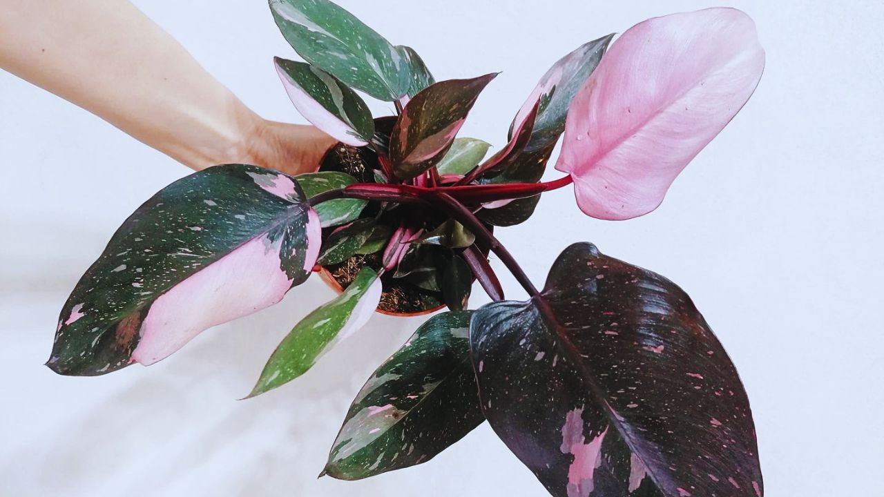 Philodendron Pink Princess