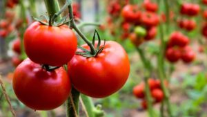 Pomodori: se la tua pianta produce fiori ma nessun frutto, potrebbe essere per uno di questi motivi