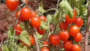 Ecco come propagare le piante di pomodori per talea