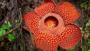 Rafflesia arnoldii: ecco il fiore più grande del mondo