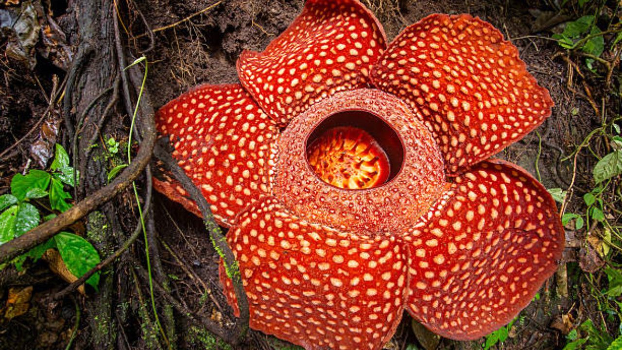 Rafflesia arnoldii