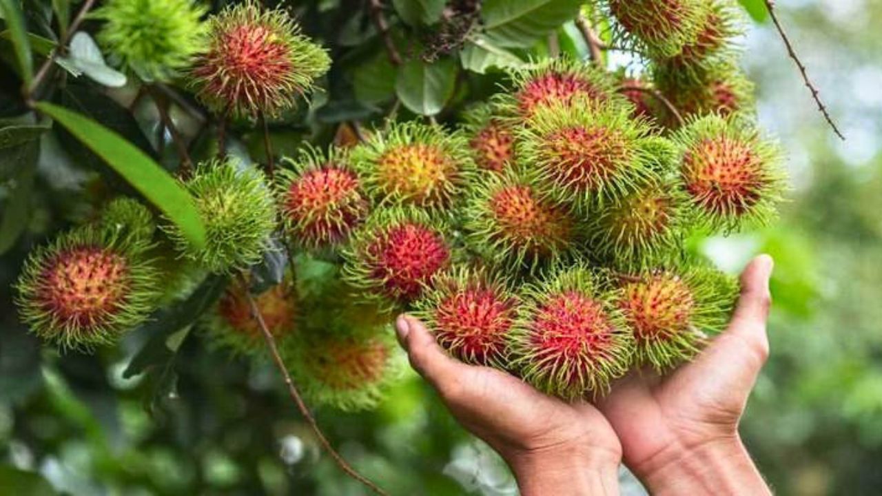 Rambutan