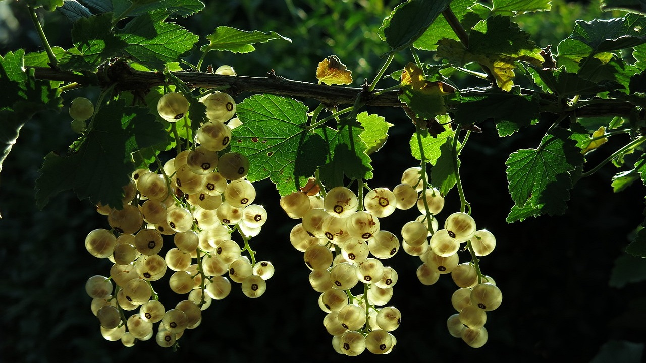 ribes bianco bacche