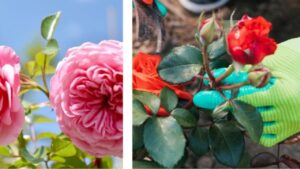 Rose, come farle fiorire in poco tempo: i trucchi dei giardinieri esperti