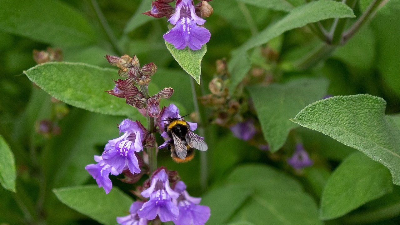 salvia