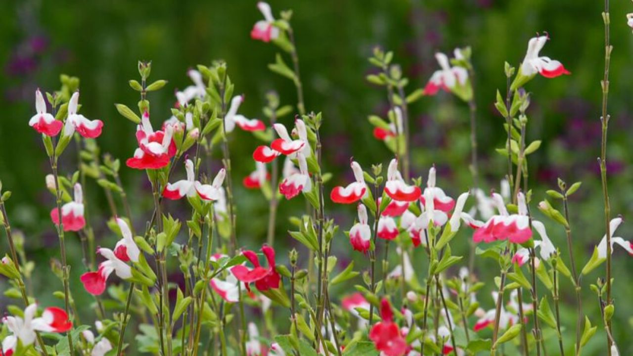 Salvia cespugliosa