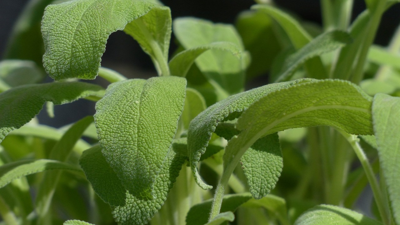 salvia foglie