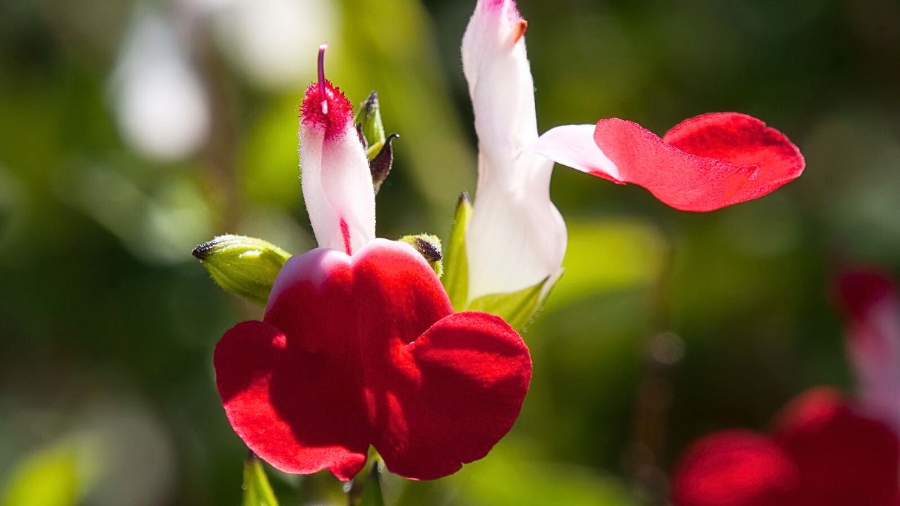 Salvia microphylla