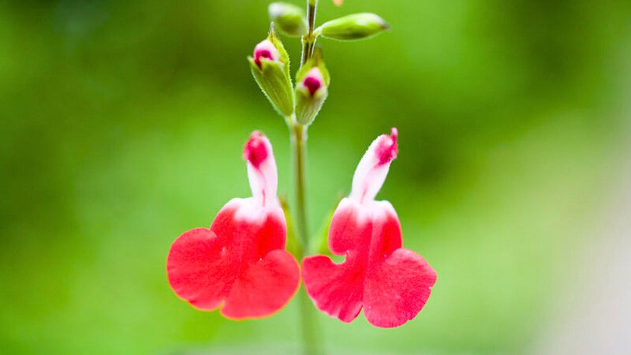 Salvia cespugliosa