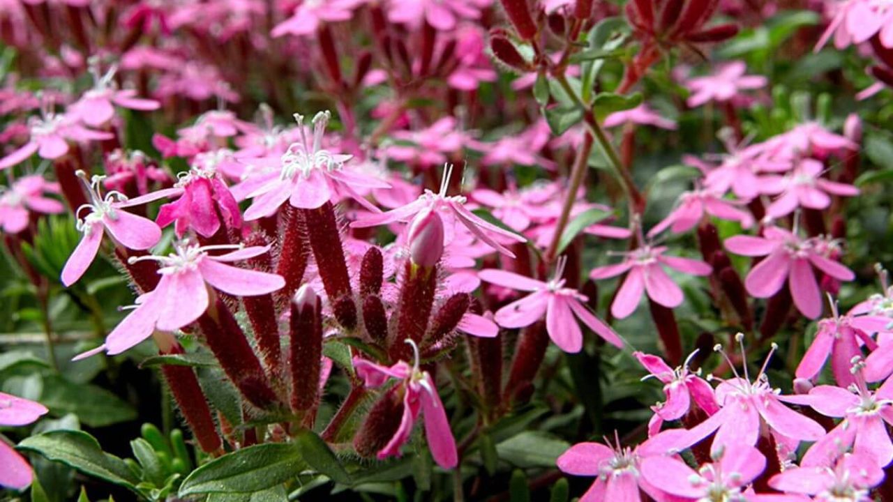 Saponaria officinalis