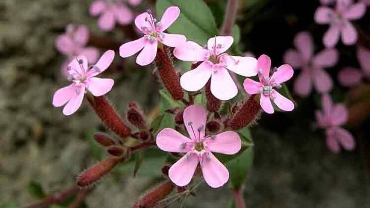 Saponaria