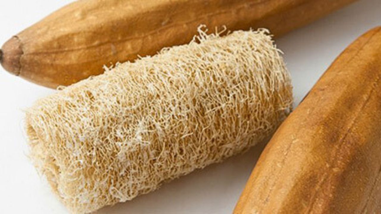 Luffa