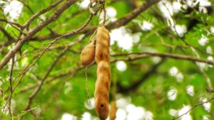 Tamarindo: trucchi e segreti per coltivare questa pianta in giardino