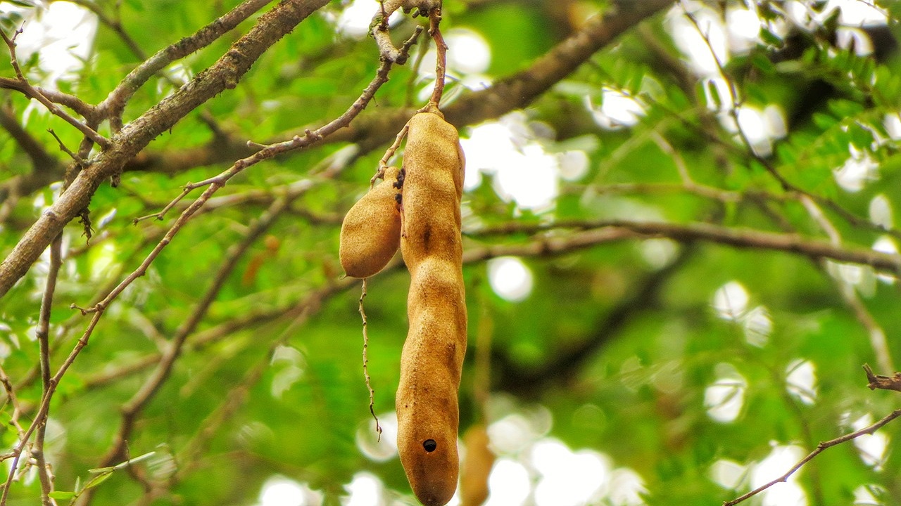 tamarindo pianta